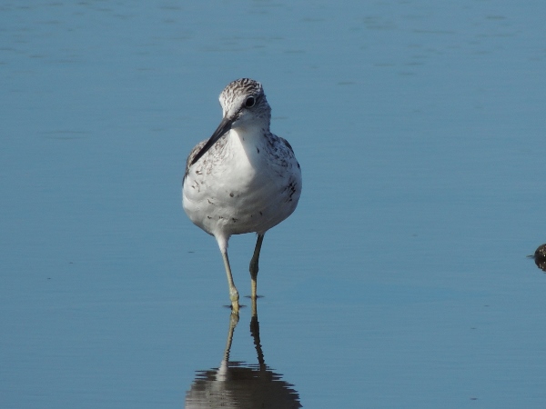 Greenshank