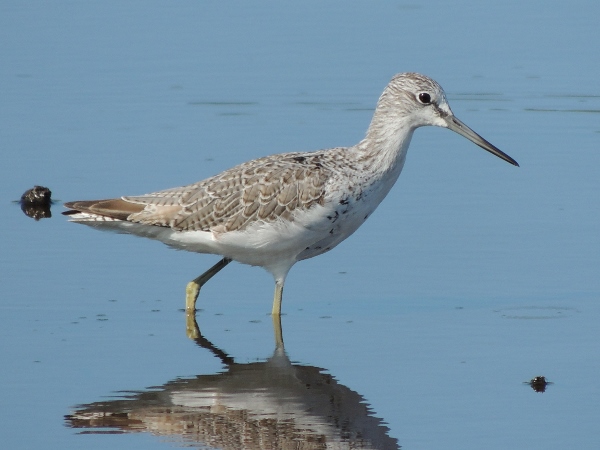 Greenshank
