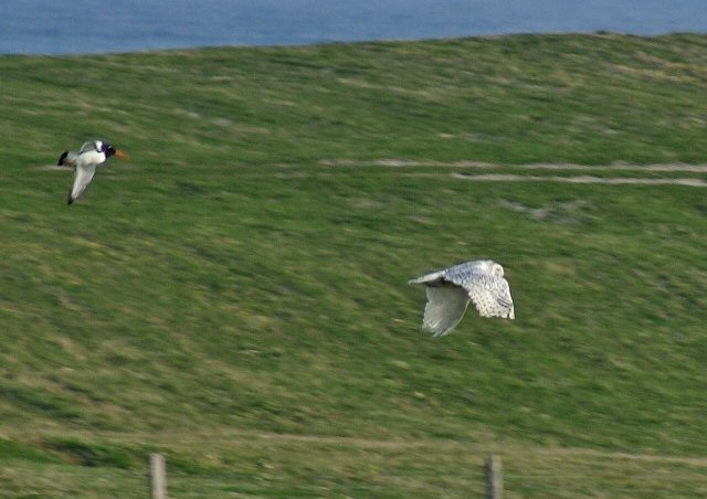 Snowy Owl