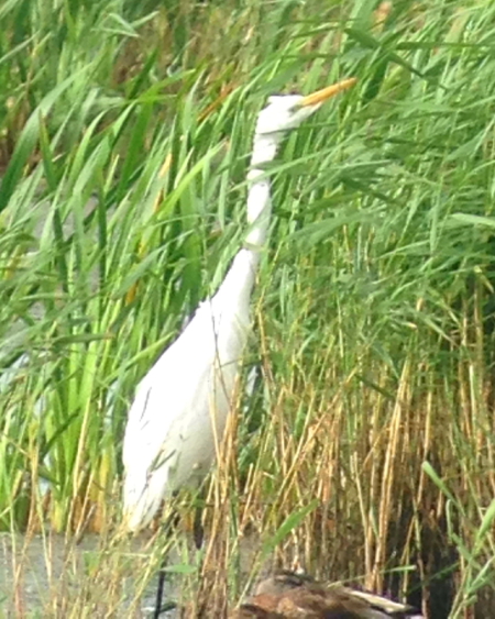Great White Egret