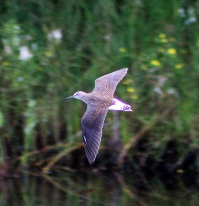 Green Sandpiper
