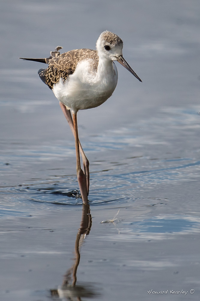 Black-winged Stilt
