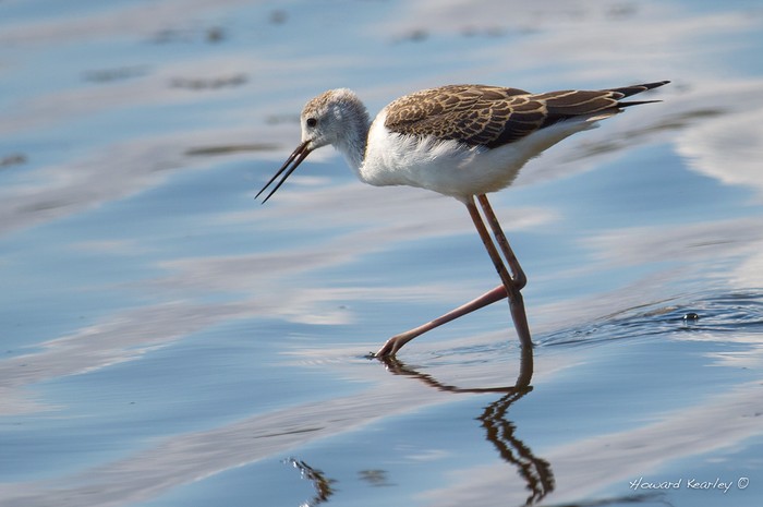 Black-winged Stilt