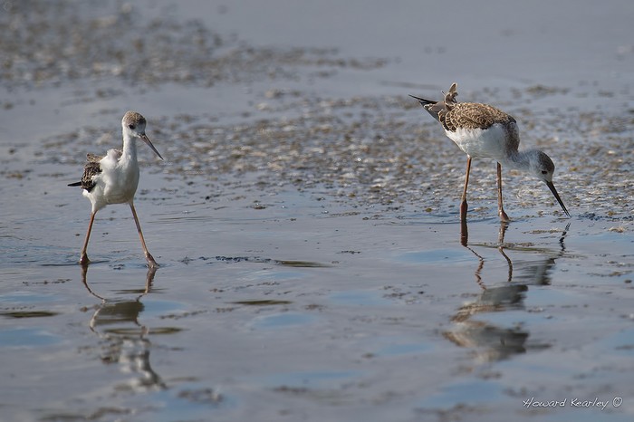Black-winged Stilt