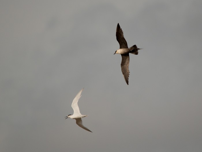 Long-tailed Skua