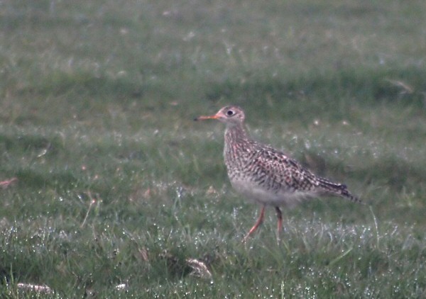 Upland Sandpiper