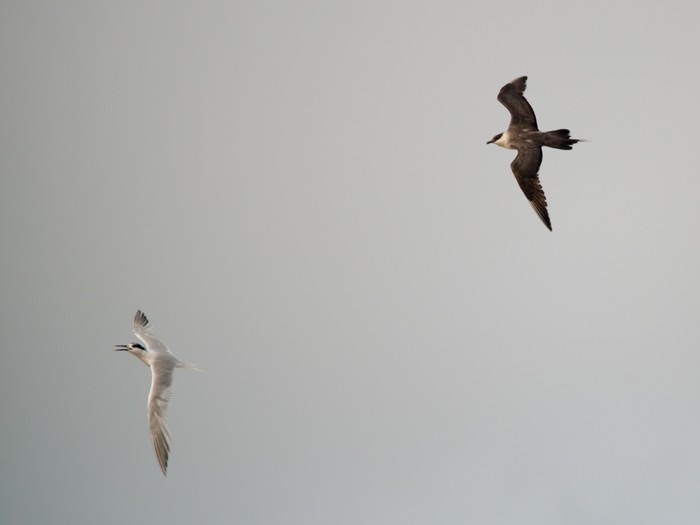 Long-tailed Skua