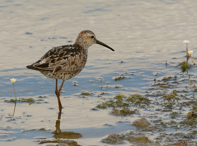 Stilt Sandpiper