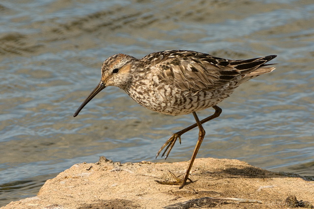 Stilt Sandpiper