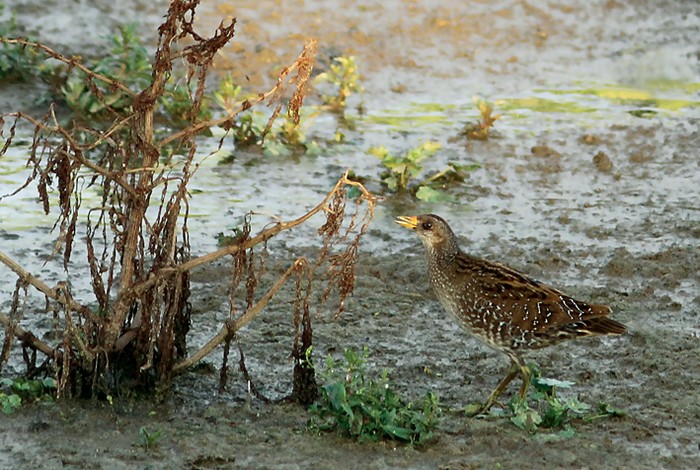 Spotted Crake