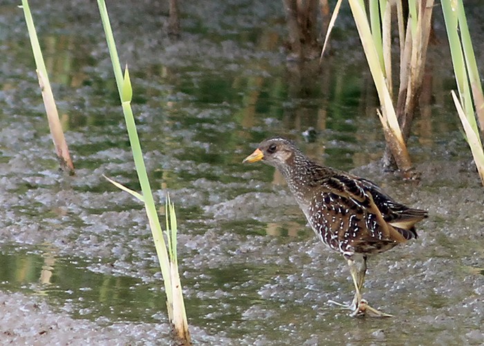 Spotted Crake