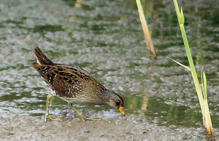 Spotted Crake