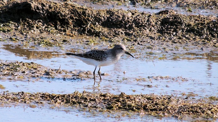 White-rumped Sandpiper