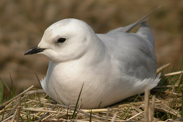 Ross's Gull
