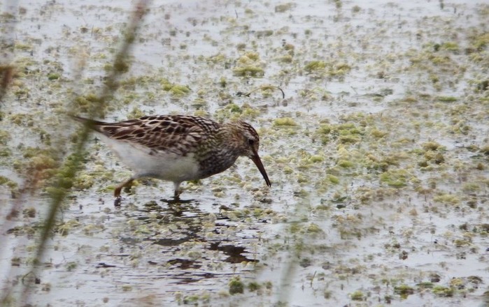 Pectoral Sandpiper