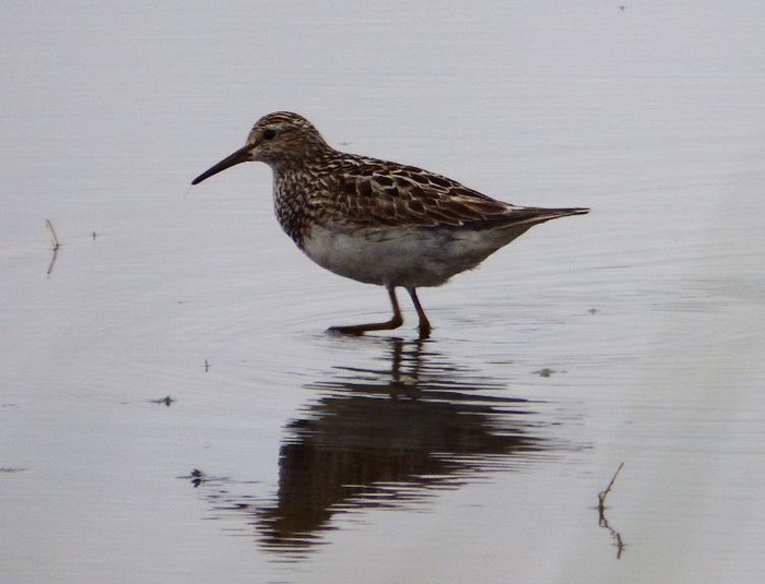 Pectoral Sandpiper