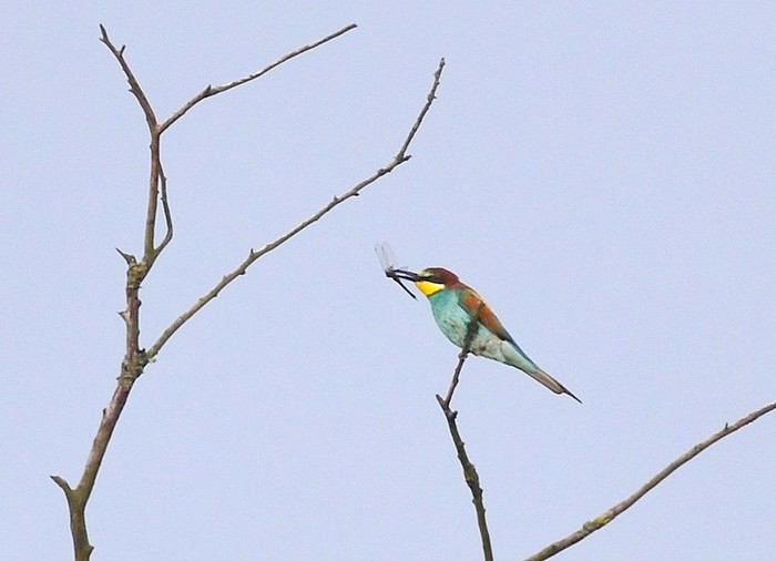 Bee-eater