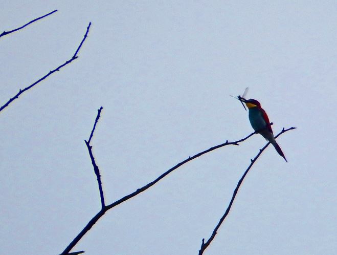 Bee-eater