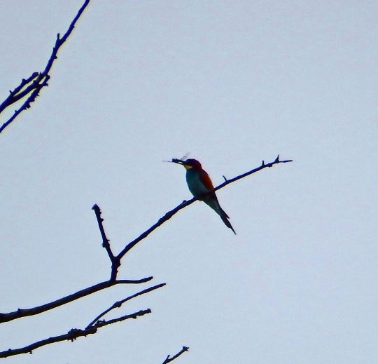 Bee-eater