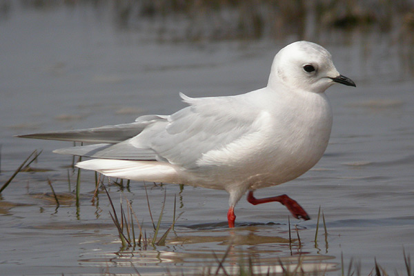 Ross's Gull