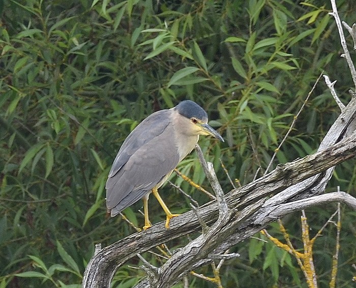 Night Heron