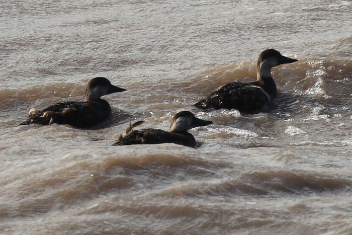 Common Scoter