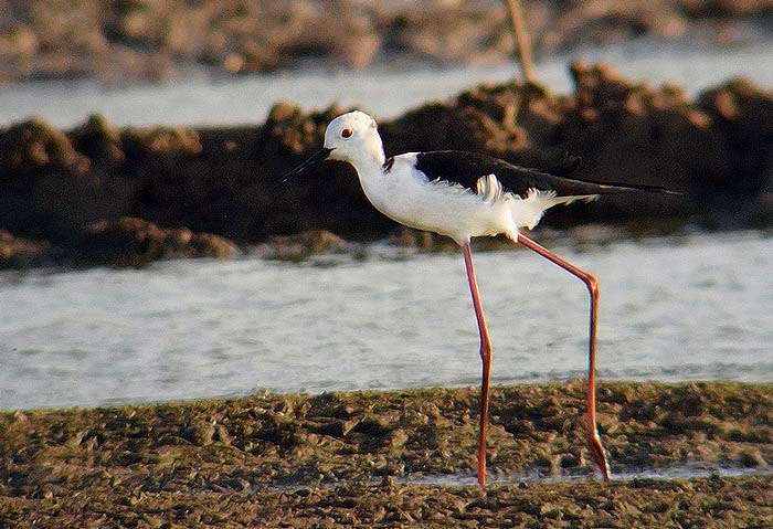 Black-winged Stilt