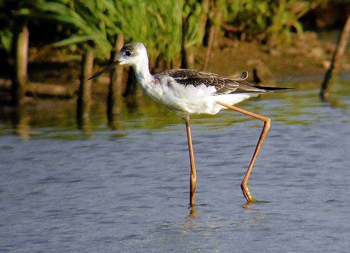 Black-winged Stilt