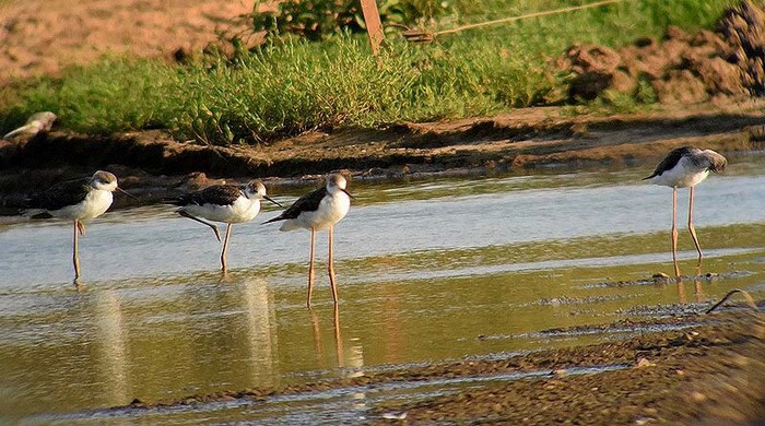 Black-winged Stilt