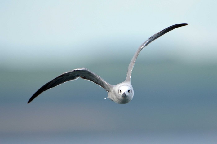 Laughing Gull