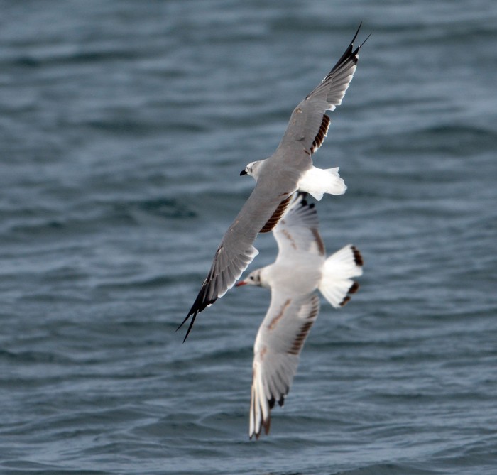 Laughing Gull