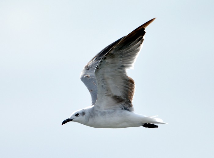 Laughing Gull