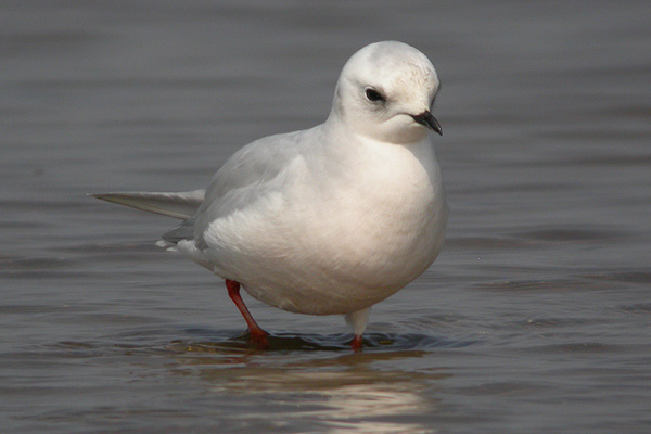 Ross's Gull