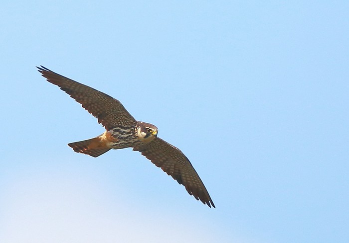 Hobby