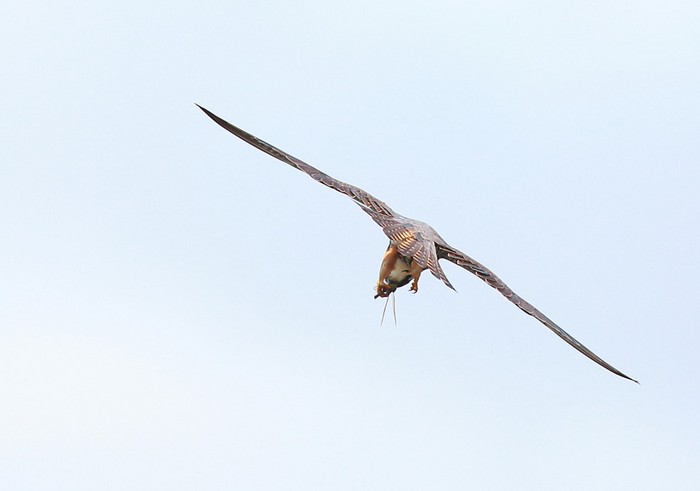 Hobby