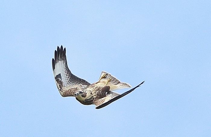 Buzzard