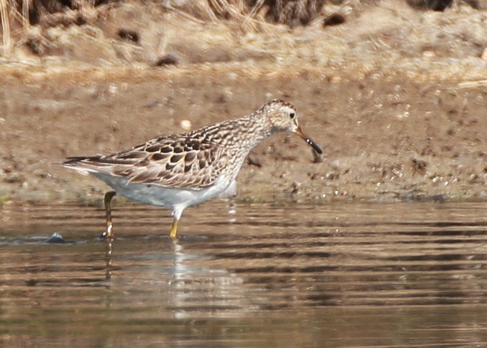 Pectoral Sandpiper