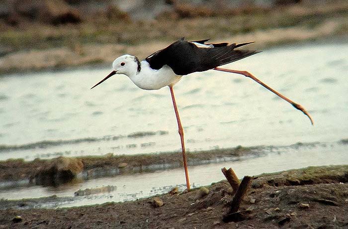 Black-winged Stilt