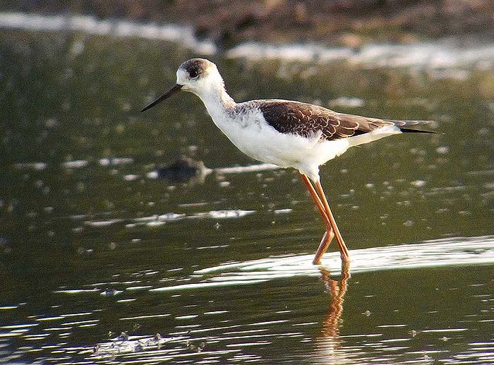 Black-winged Stilt