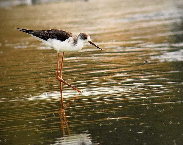 Black-winged Stilt