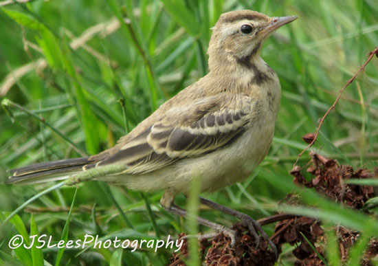 Blue-headed Wagtail