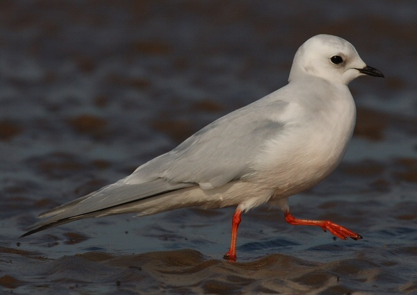 Ross's Gull