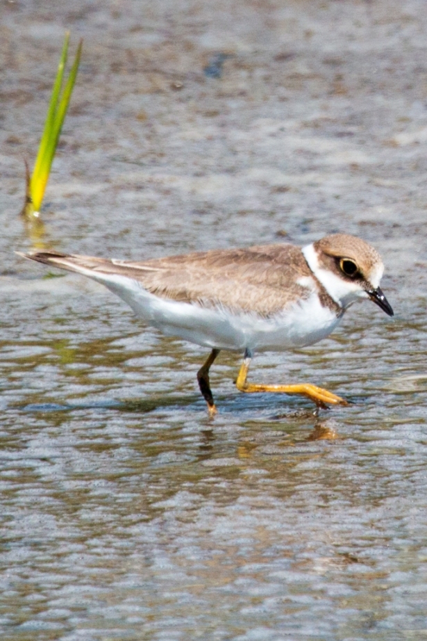 Little Ringed Plover