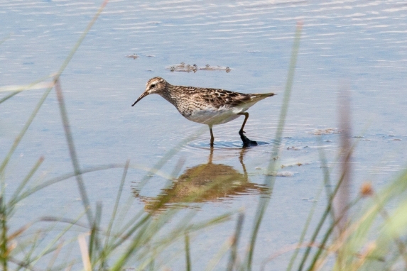 Pectoral Sandpiper