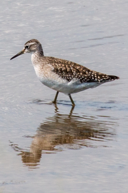 Wood Sandpiper