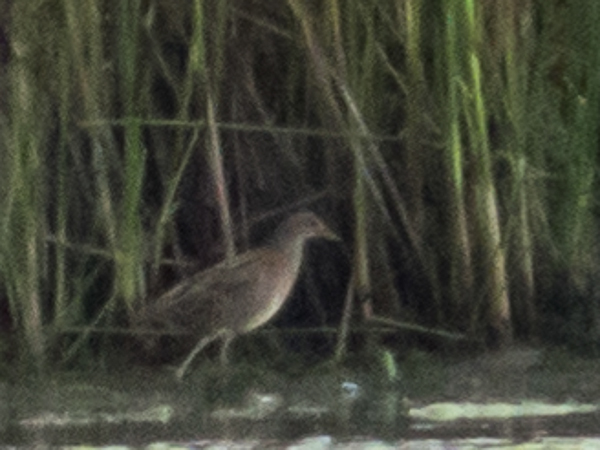 Spotted Crake