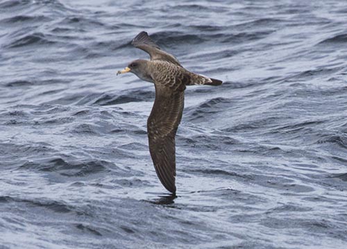 Cory's Shearwater