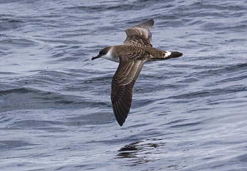 Great Shearwater