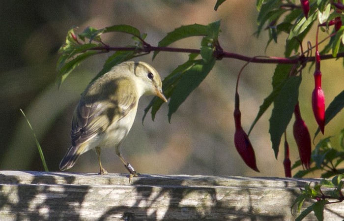 Greenish Warbler