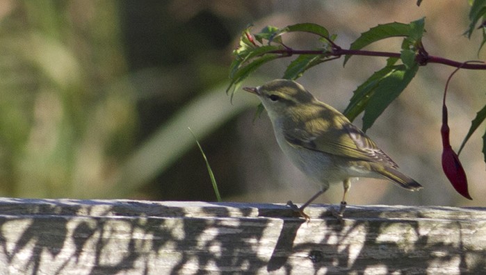 Greenish Warbler